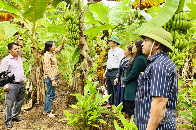 Các chuỗi liên kết sản xuất đã được hình thành giúp người dân từng bước nâng cao thu nhập. Ảnh: Võ Dũng.