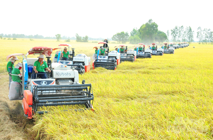 Trong năm 2025, TP Cần Thơ đẩy mạnh phát triển các vùng nguyên liệu lúa chất lượng cao, giảm phát thải và mở rộng hợp tác quốc tế. Ảnh: Lê Hoàng Vũ.