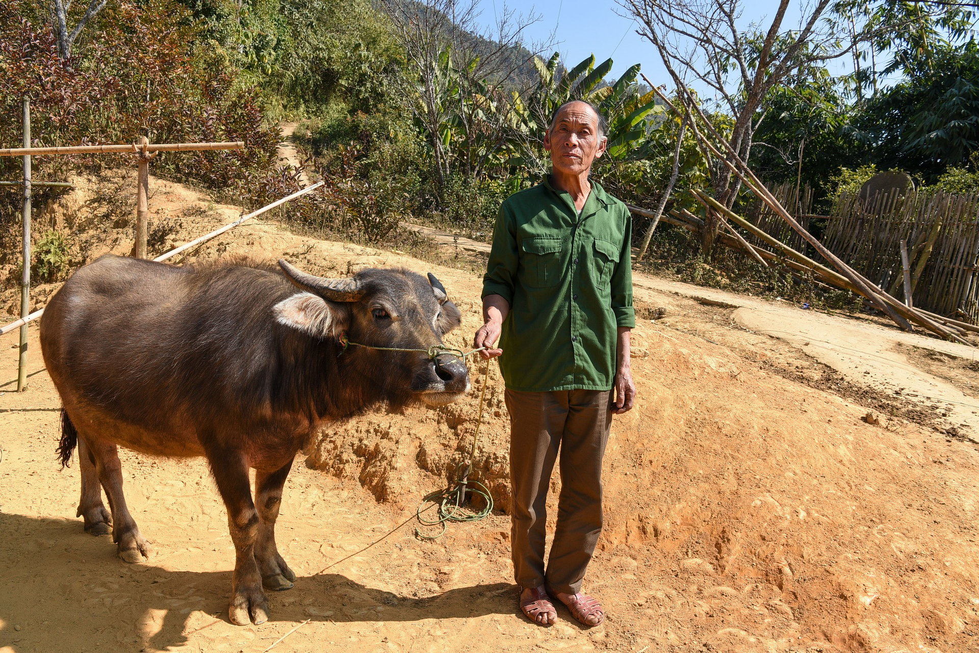 Ông Sùng Chồng Khua bên con nghé còn lại. Ảnh: Dương Đình Tường.