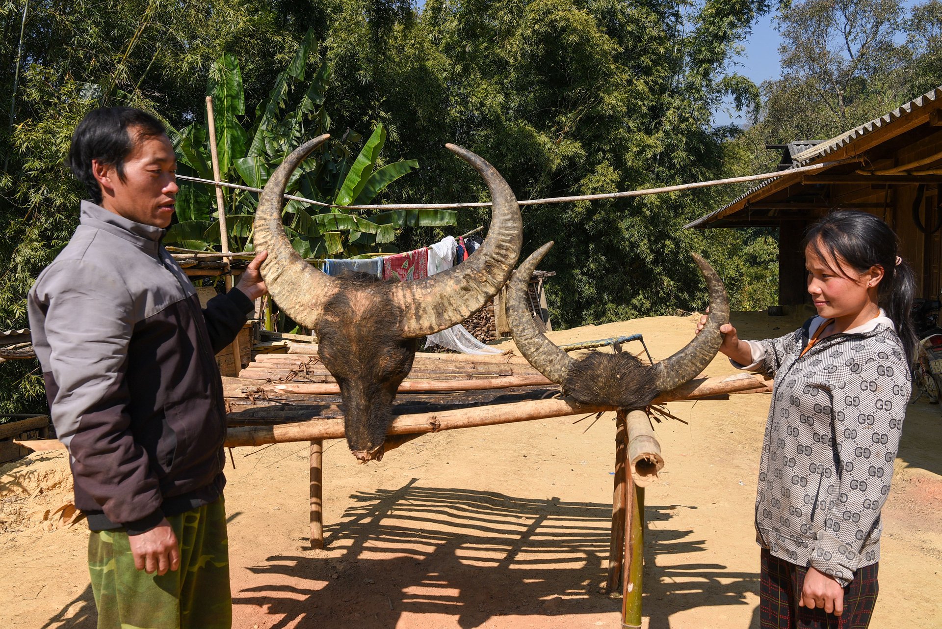 Hai cái đầu trâu sau đám ma mẹ của ông Sùng Chồng Khua. Ảnh: Dương Đình Tường.