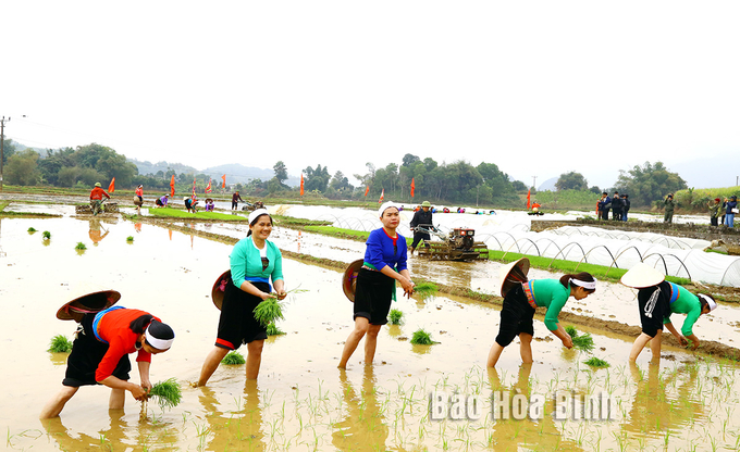 Người dân xã Phong Phú, huyện Tân Lạc nô nức xuống đồng cày cấy tại Lễ hội Khai hạ. Ảnh: Báo Hòa Bình.