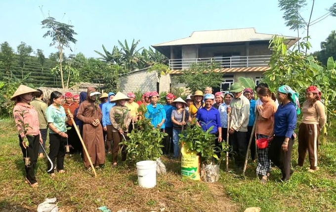 Nông dân xã Phú Nhuận (huyện Bảo Thắng) tích cực trồng quế những ngày đầu xuân. Ảnh: Lưu Hòa.