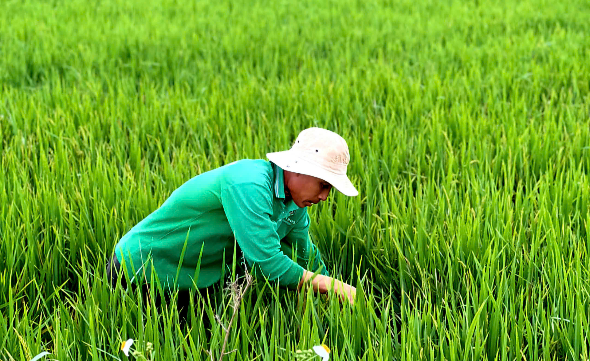 Mặc dù trong những bận rộn đón tết Nguyên đán Ất Tỵ, nhưng nhiều nông dân cũng không bỏ bê việc đồng áng, tập trung chăm sóc cây trồng vụ Đông Xuân. Ảnh: HP.