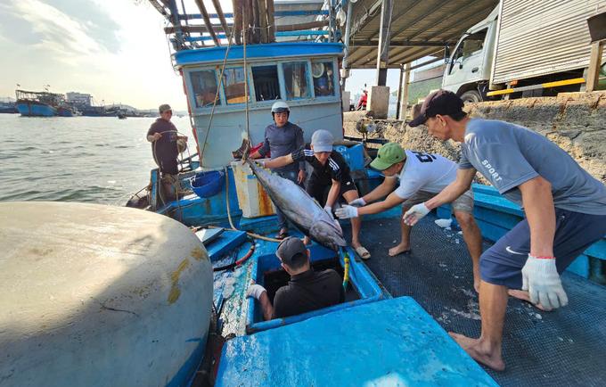 Những tàu đầu tiên đánh bắt cá ngừ xuyên Tết trở về cập cảng Hòn Rớ. Ảnh: KS.