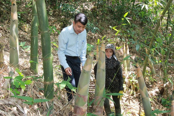 Many upland households reduce poverty sustainably thanks to Bat Do bamboo trees. Photo: Thanh Tien.