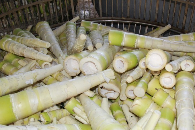 The whole Yen Bai province's fresh bamboo shoot output reaches about 40,000 tons/year. Photo: Thanh Tien.