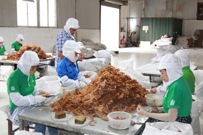 Each year, Yen Thanh JSC purchases about 5,000 tons of fresh bamboo shoots for people. Photo: Thanh Tien.