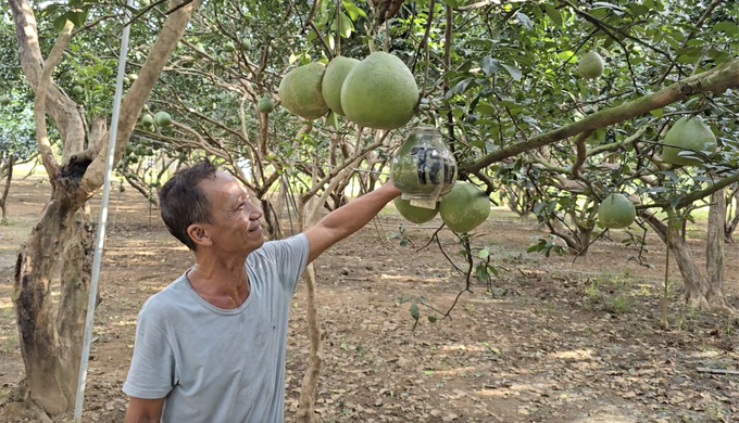 Ông Sơn giói thiệu khuôn tạo hình bưởi Tài Lộc chưng Tết và trái bưởi đã tạo hình thành công, có giá khoảng 2 triệu đồng 1 cặp. Ảnh: Phúc Lập.