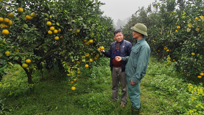 Ông Trần Văn Thanh giới thiệu với tác giả về đặc điểm của cam giòn. Ảnh: Ngô Đức Hành.