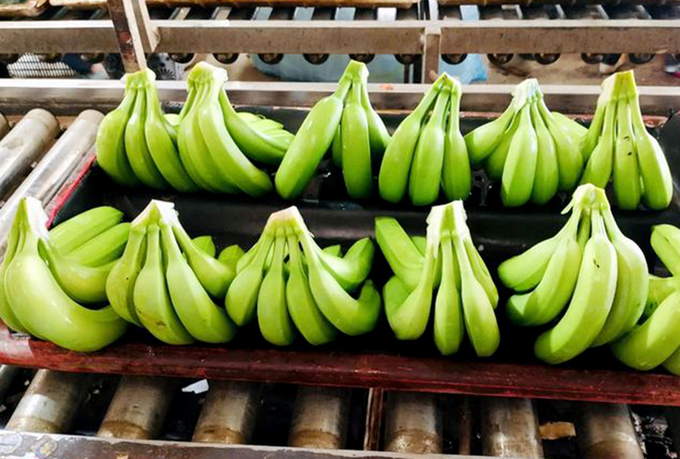 Vietnam has become the second largest exporter of banana to China.