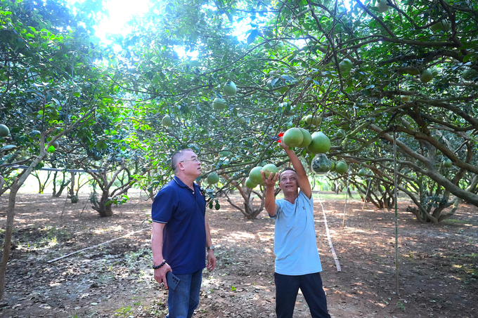 Ông Ngô Văn Sơn, một trong số ít những người làm bưởi giỏi nhất cù lao Tân Triều. Ảnh: Trần Thanh.