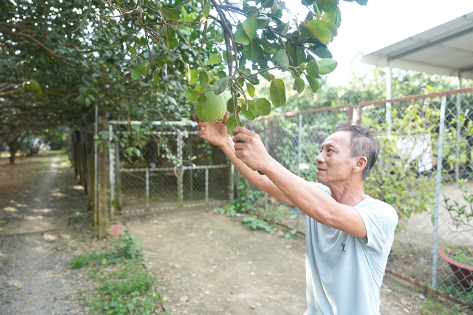 Cây bưởi ổi có gốc to cổ thụ trong vườn ông Sơn, nhưng chỉ có 3 trái. Ảnh: Phúc Lập.