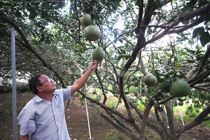 Ông Dũng cho biết, thời điểm hiện tại, bưởi Tết đã có khách đặt mua hết. Nếu may mắn thì gia đình còn ít trái để chưng Tết. Không thì phải đi mua. Ảnh: Phúc Lập.