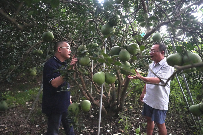 Ông Phan Hùng Dũng và vườn bưởi canh tác VietGAP. Ảnh: Trần Thanh.