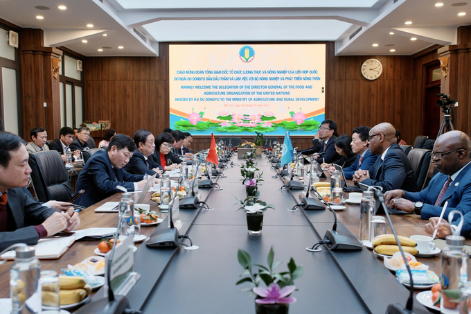 Meeting between Minister of Agriculture and Rural Development Le Minh Hoan and senior leaders of the Food and Agriculture Organization of the United Nations (FAO) on February 6. Photo: Quynh Chi.