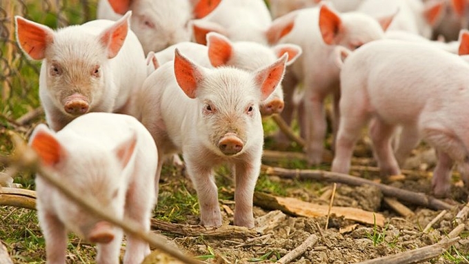 Live pig prices in all regions on February 6, 2025