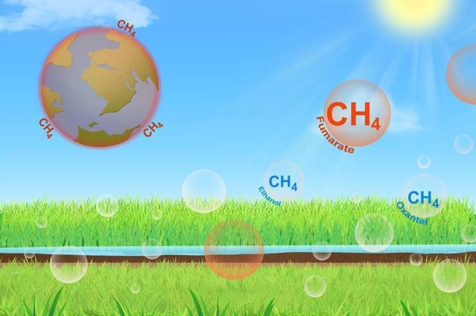 Fumarate and ethanol are two major rice-orchestrated secretions that play a key role in regulating paddy methane emissions. Credit: Yunkai Jin and Kai Sun.