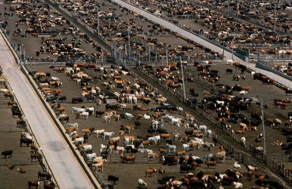 Agriculture - High view of a large beef feedlot / near Lubbock, Texas, USA. 