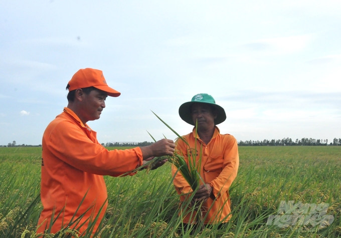 Anh Nguyễn Thanh Tuấn (bên trái) được mệnh danh là nông dân sản xuất lúa nhiều nhất vùng Tứ giác Long Xuyên, với 5.000 công ruộng, mỗi năm làm ra khoảng 7.500 tấn lúa hàng hóa. Ảnh: Trung Chánh.