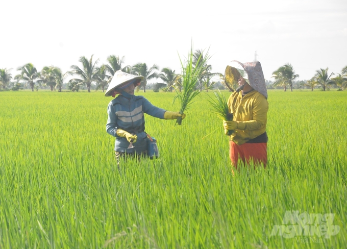 Trang trại Tuấn Linh đang giải quyết việc làm cho khoảng 50 lao động, trong đó có 20 lao động thường xuyên với mức lương từ 8-10 triệu đồng/tháng. Ảnh: Trung Chánh.