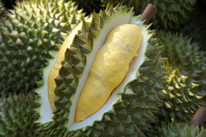 China spent nearly USD 3 billion to purchase Vietnamese durian. Photo: Le Hoang Vu. 