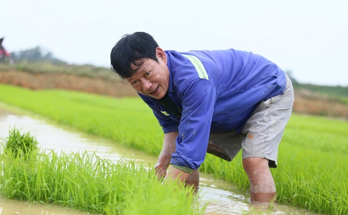 Không chỉ thuê người cấy, bản thân ông Văn Đình Quế cũng trực tiếp xắn tay vào việc đồng áng. Ảnh: Ngọc Linh.