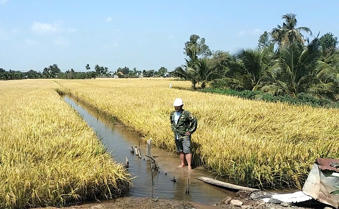 Lúa đã chín nhưng một số khu vực bị ngập cục bộ khiến công tác thu hoạch gặp khó. Ảnh: Minh Đảm.