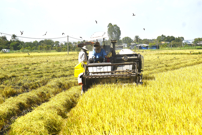 Thu hoạch lúa đông xuân sớm tại xã Phước Trung, huyện Gò Công Đông, tỉnh Tiền Giang. Ảnh: Minh Đảm.