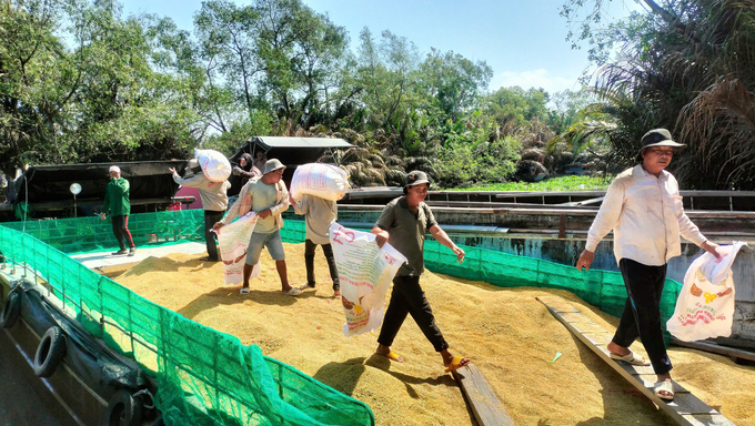 Giá lúa thời điểm này sụt giảm so với vụ đông xuân năm trước. Ảnh: Minh Đảm.