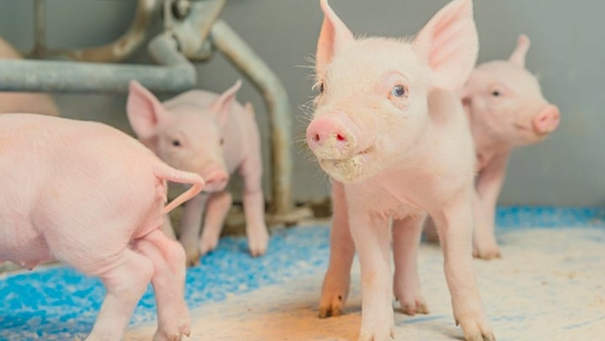 Latest live pig prices across three regions on February 7, 2025