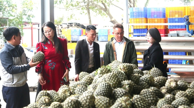 Nhất là khi Nafoods và Tuấn An đã thu được nhiều thành công từ sản phẩm dứa nguyên liệu trong 10 năm qua. Ảnh: Ngọc Linh.