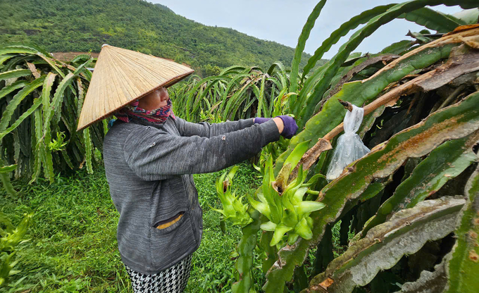 Nông dân Bình Thuận kiểm tra sâu bệnh hại thanh long. Ảnh: KS.