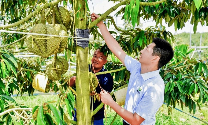 Một vườn trồng sầu riêng tại khu vực Tam Á, đảo Hải Nam.