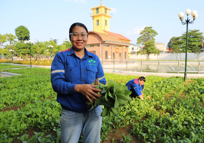 Chị Nguyễn Thị Hương Quỳnh đang thu hoạch rau. Ảnh: Hoa Mua.