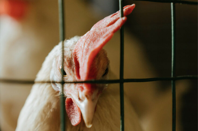 Numerous European countries and regions plan to impose restrictions on cage farming. Photo: Canva.