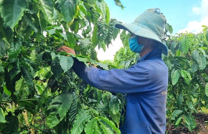 Cà phê là cây trồng chủ lực của tỉnh Kon Tum và diện tích ngày càng được mở rộng. Ảnh: Tuấn Anh.