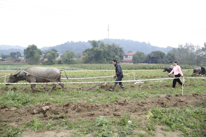 Nông dân xã Quang Kim thi cày giỏi trong lễ hội xuống đồng đầu năm. Ảnh: H.Đ.