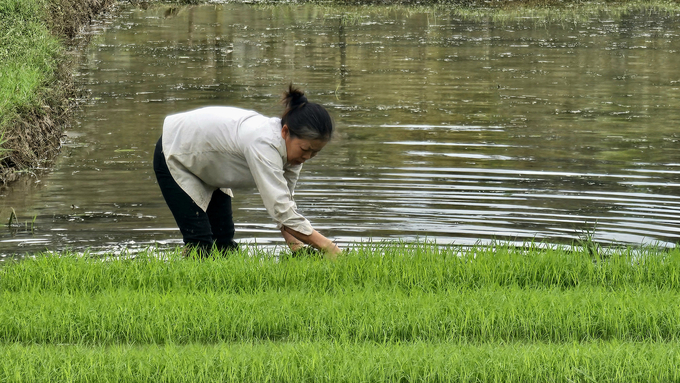 Bà con nông dân huyện Bảo Thắng xuống đồng ngay sau Tết. Ảnh: H.Đ.