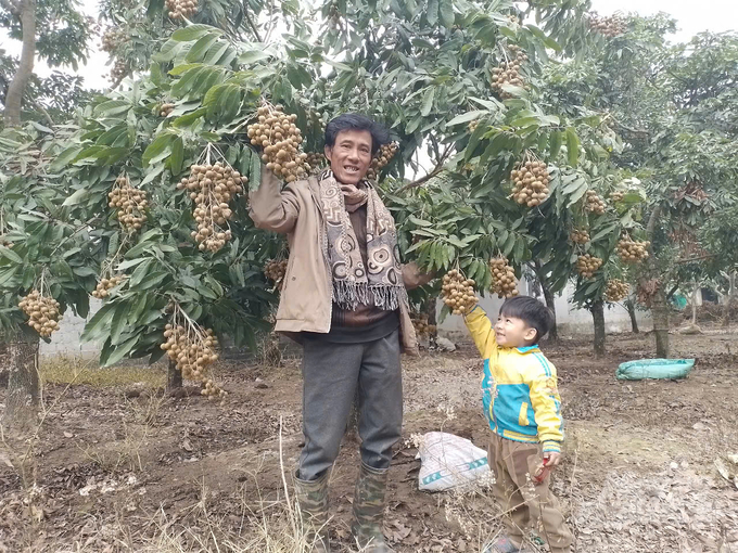 Cha và con lão Tuấn trong vườn nhãn siêu ngọt trái vụ. Ảnh: Hải Tiến.