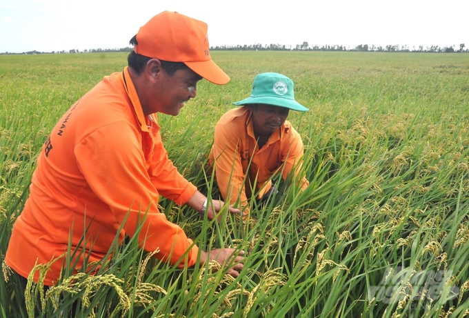 Hiện phần lớn diện tích lúa đông xuân tại Kiên Giang đang trong giai đoạn trổ - chín, ngành nông nghiệp khuyến cáo nông dân thường xuyên thăm đồng, phát hiện sớm đối tượng dịch hại và phòng trừ hiệu quả. Ảnh: Trung Chánh.