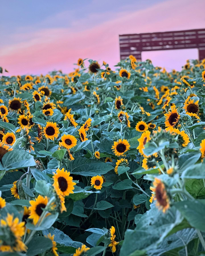 Vườn hoa hướng dương của trang trại Heap’s Giant Pumpkin Farm ở Illinois. Ảnh: Heapfarms.