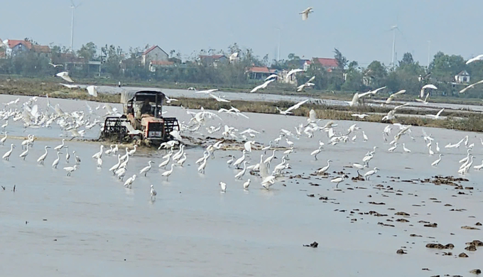 Đàn cò trắng bay theo máy bừa, lồng trên cánh đồng Hói Định. nong duoc viet nam