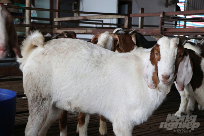 Giống dê Boer có đặc điểm nổi bật là lớn rất nhanh, thể trạng cao lớn, dễ nuôi, phàm ăn và cho tỷ lệ thịt cao. Ảnh: Quang Dũng.