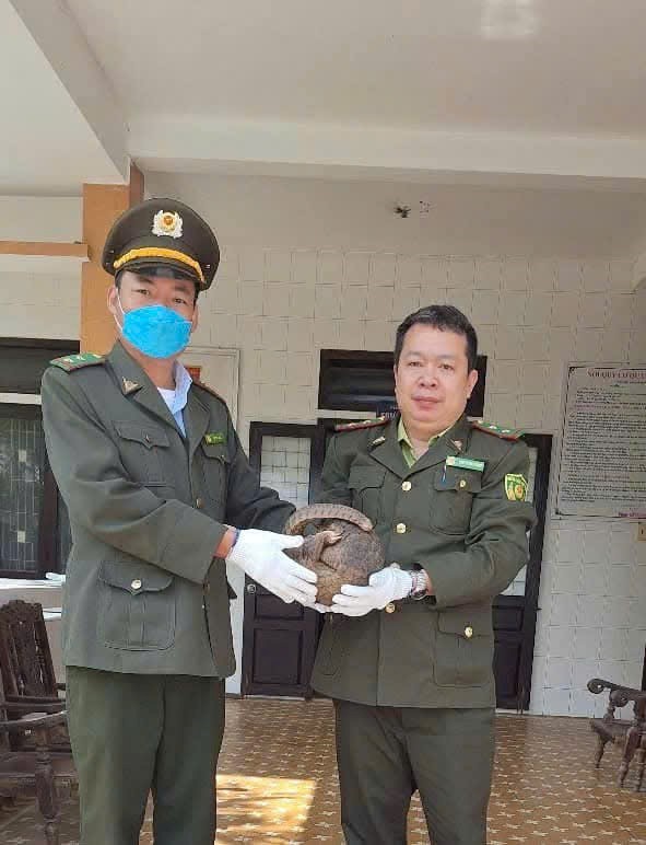 The rare Java pangolin individual was discovered by people and then handed over to the Phu Loc District Forest Protection Department. Photo: KL.