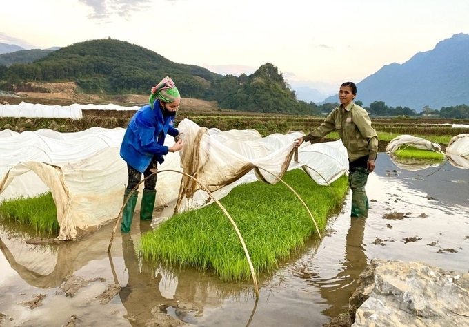 Đối với diện tích mạ đã gieo, cần tập trung các phương tiện, dụng cụ che chắn để chống rét bằng vòm che phủ nilon, giữ đủ nước để giữ ấm cho mạ. Ảnh: Thanh Hoa.