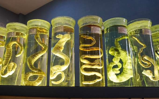 The Institute of Oceanography in Nha Trang City is preserving specimens of 26 species of Vietnamese sea snakes. Photo: DT.