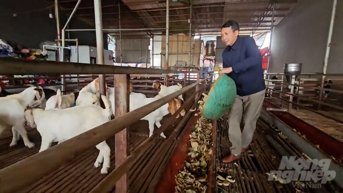 Ông Ngô Văn Biên được bà con tại xã Toàn Thắng (Hiệp Hòa, Bắc Giang) và nhiều địa phương khác gọi vui là 'Vua dê Bắc Giang'. Ảnh: Quang Dũng.