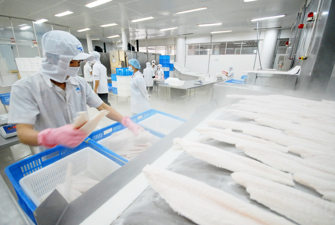 The declining demand in major markets such as China and the U.S. is projected to pose significant challenges for key seafood products such as shrimp, pangasius, and tuna in 2025. Photo: Hoang Vu.