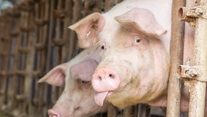 Latest live pig prices across three regions on February 11, 2025