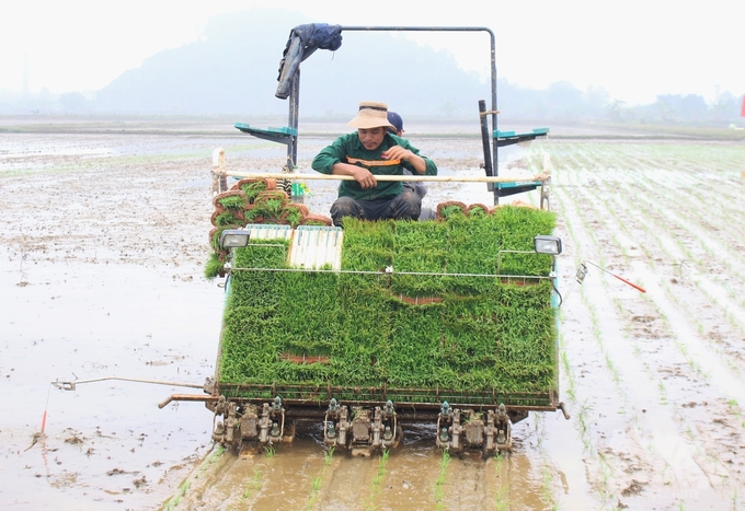 Cục Trồng trọt khuyến cáo người dân tuyệt đối không cấy khi nhiệt độ trung bình ngày - đêm xuống dưới 15 độ C. Ảnh: Trung Quân.